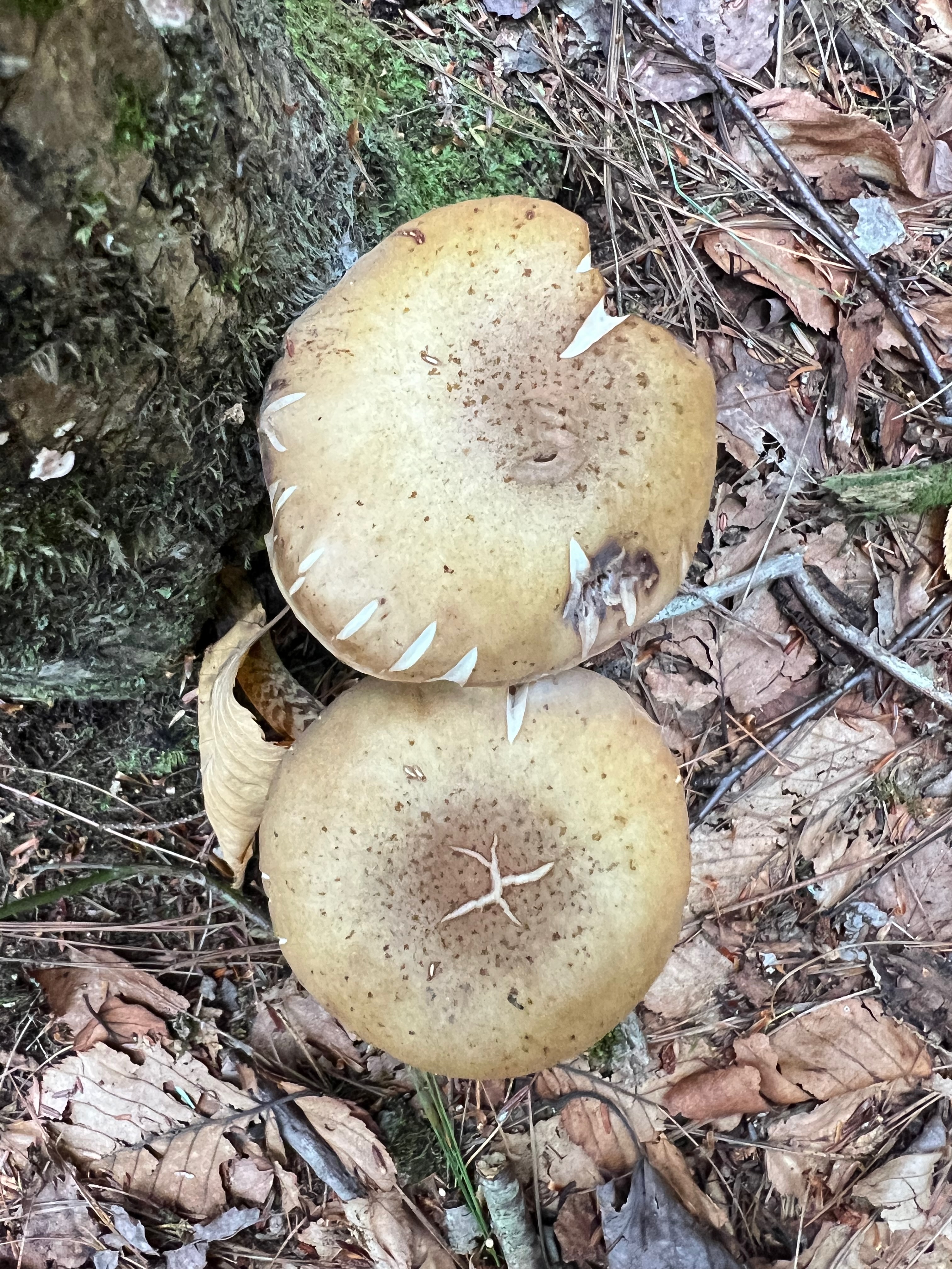 Armillaria mellea